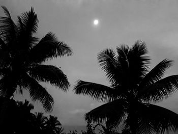 Low angle view of silhouette palm trees against sky