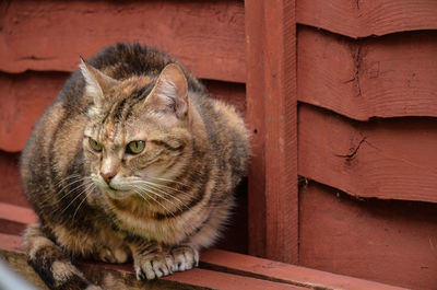 Close-up of cat