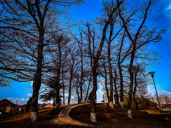 Bare trees on road against sky