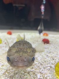 Close-up of fish swimming in sea