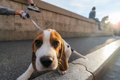 Close-up of dog