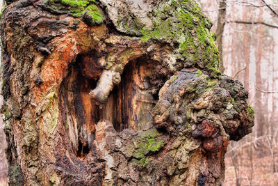 Close-up of tree trunk