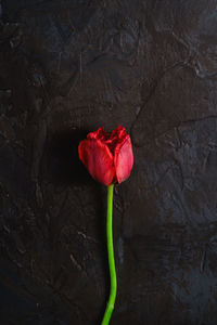 Close-up of red rose