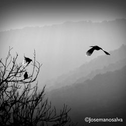Low angle view of birds flying in sky