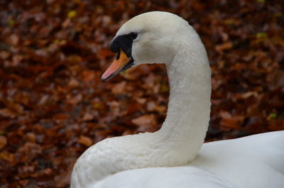 Close-up of swan