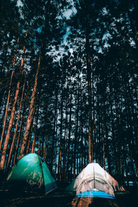 Low angle view of tent in forest