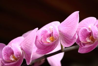 Close-up of pink orchid against black background