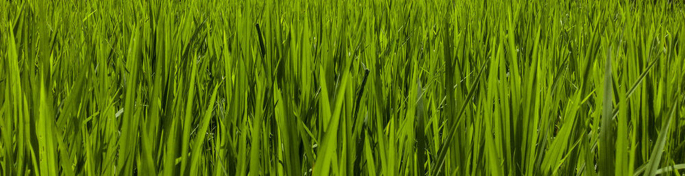 Full frame shot of bamboo on field