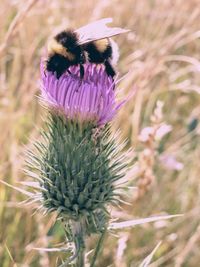 Close-up of honey bee on thistle flower