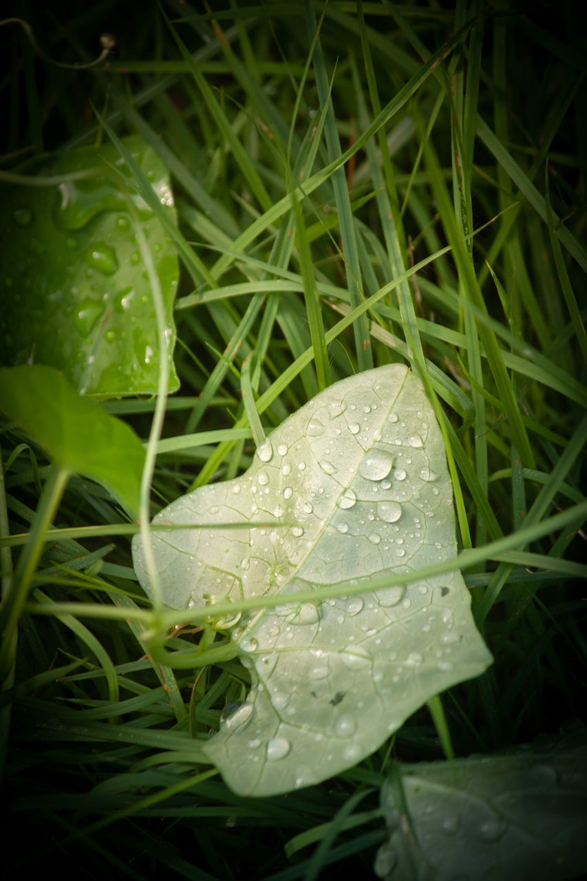 CLOSE-UP OF WET LEAF IN RAIN DROPS