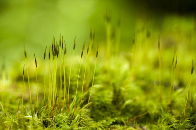 Close-up of grass in field