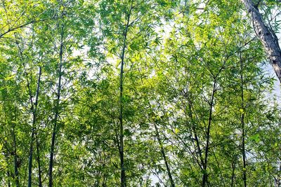 Low angle view of bamboo trees in forest