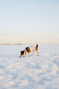 Dogs running on snow covered field against clear sky. 