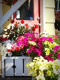 Flower pots on window of building