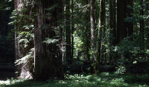 Trees in forest