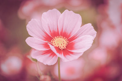 Close-up of pink flower