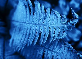 Close-up of frozen leaf