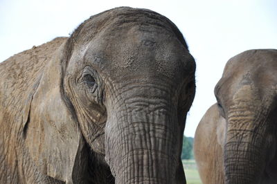 Close-up of elephant