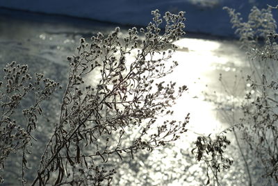 Close-up of frozen plants during winter