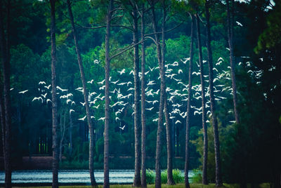 View of trees in forest