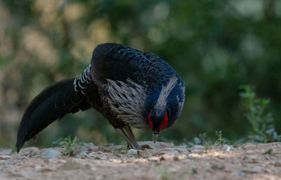 Close-up of black bird on field