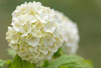 Close up of flowers on a viburnum opulus shrub