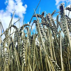 Low angle view of crops on field against sky