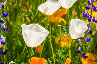 Close-up of white crocus flowers on field