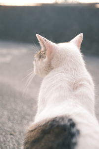 Close-up of cat with eyes closed