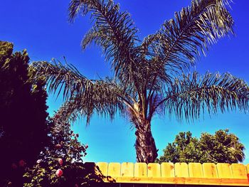 Low angle view of palm trees against clear blue sky