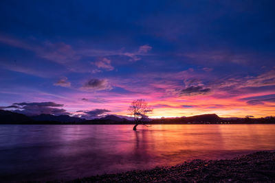 Colourful dawn over that wanaka tree