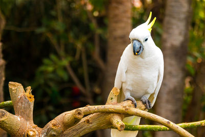 Low angle close-up of bird perching on branch