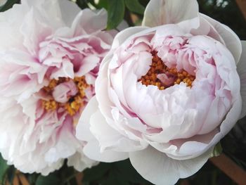 Close-up of white rose bouquet