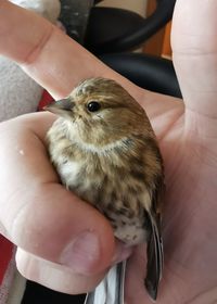 Close-up of a hand holding bird