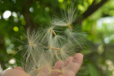 Close-up of hand holding dandelion