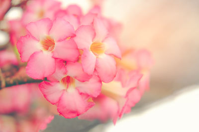 Close-up of pink flowering plant