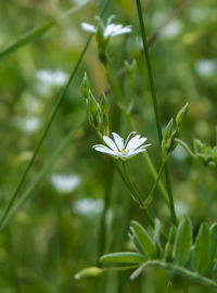 Close-up of white flowering plant