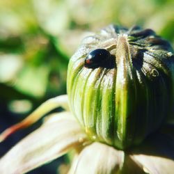 Close-up of ladybug on flower