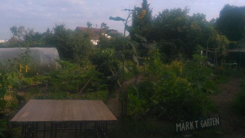 Trees and plants growing outside house