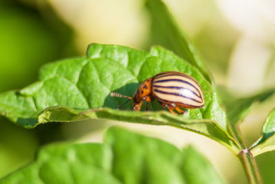 Close-up of insect on leaf