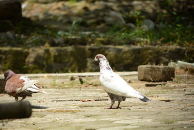 Close-up of pigeons