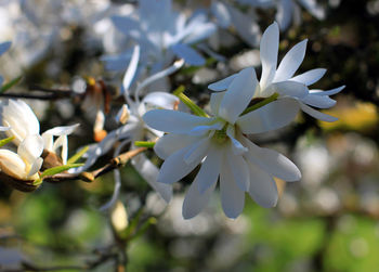 Close-up of flower tree