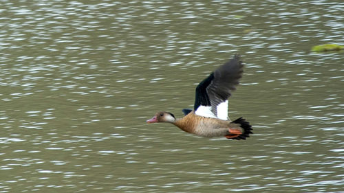 Duck swimming in lake