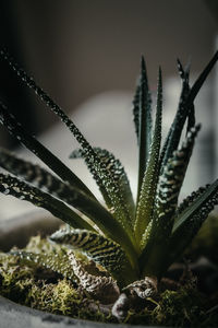 Close-up of potted plant in back yard
