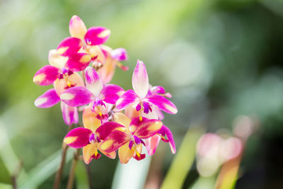 Close-up of pink flowering plant