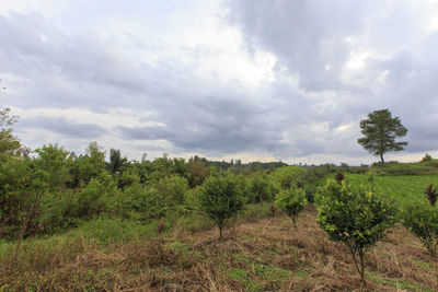 Trees on field against sky