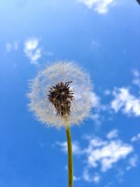 Close-up of dandelion against clear sky