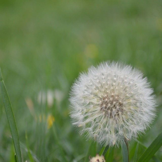 flower, growth, dandelion, freshness, fragility, focus on foreground, close-up, beauty in nature, nature, white color, flower head, plant, field, wildflower, stem, uncultivated, softness, selective focus, blooming, day