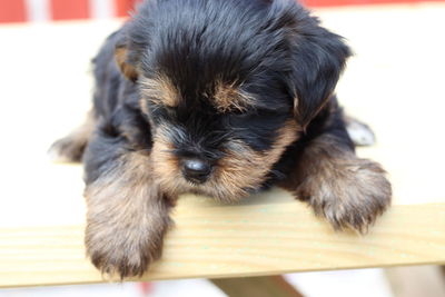 Close-up of puppy sleeping at home