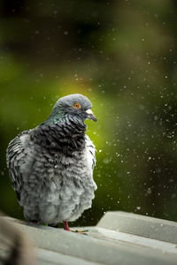 Close-up of bird perching on a rainy day